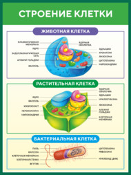 Стенд информационный «Строение клетки» для кабинета биологии